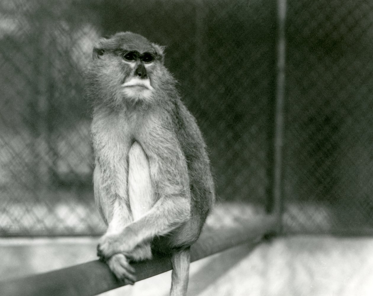 En Patas/Wadi/Hussar-apa sitter på en gren på London Zoo 1928 (s/v foto) av Frederick William Bond