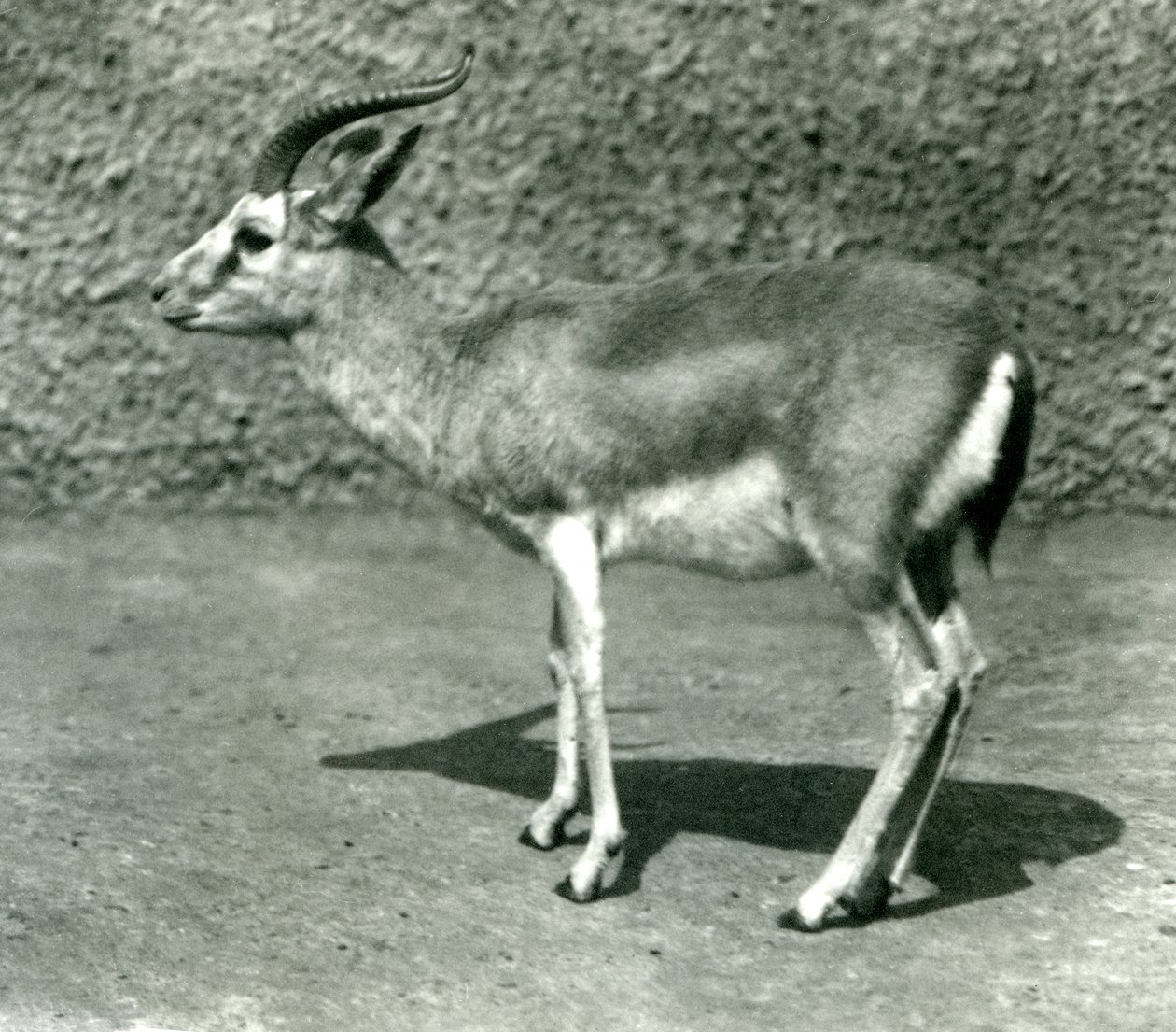 En persisk gasell på London Zoo i juni 1925 av Frederick William Bond