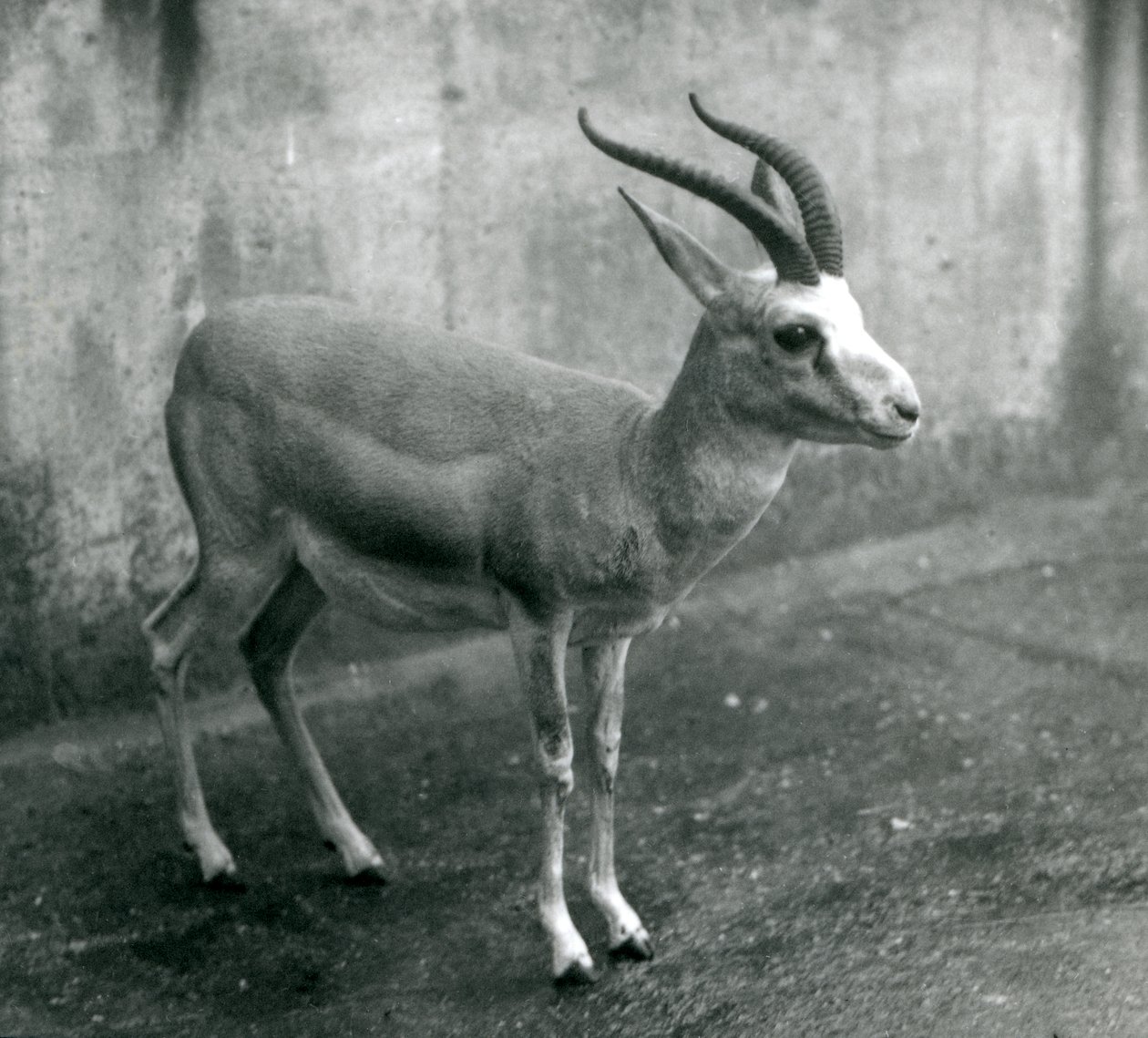 En perser, struma eller svartsvansad gasell på London Zoo, augusti 1927 av Frederick William Bond