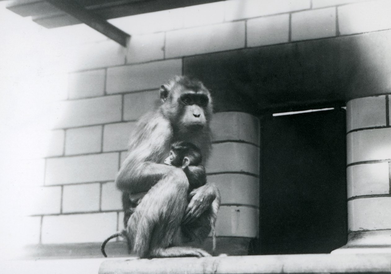 En makak med grisstjärt som håller sin bebis när hon sitter på en kaklad avsats i sitt inhägnad på London Zoo 1928 (s/v foto) av Frederick William Bond