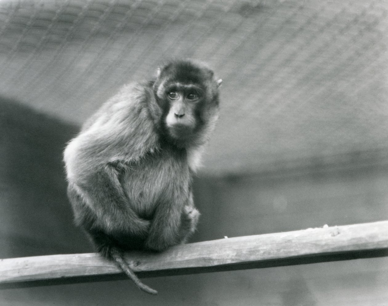 En grisstjärtmakak sitter på en abborre i sitt inhägnad vid London Zoo (s/v foto) av Frederick William Bond