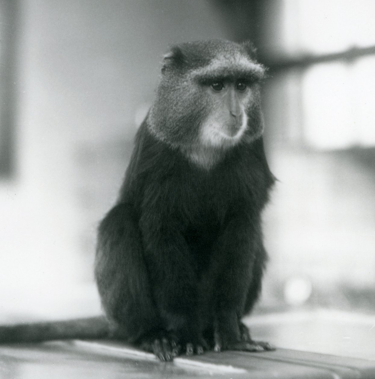 En Pluto Monkey, eller Blue Monkey, sitter på en bänk, London Zoo av Frederick William Bond