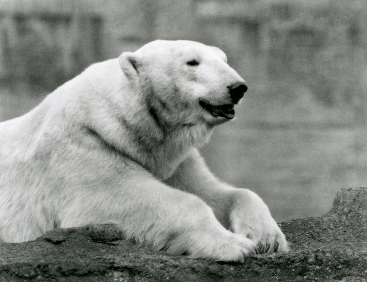 En isbjörn vilar på en klippavsats på London Zoo 1931 (s/v foto) av Frederick William Bond