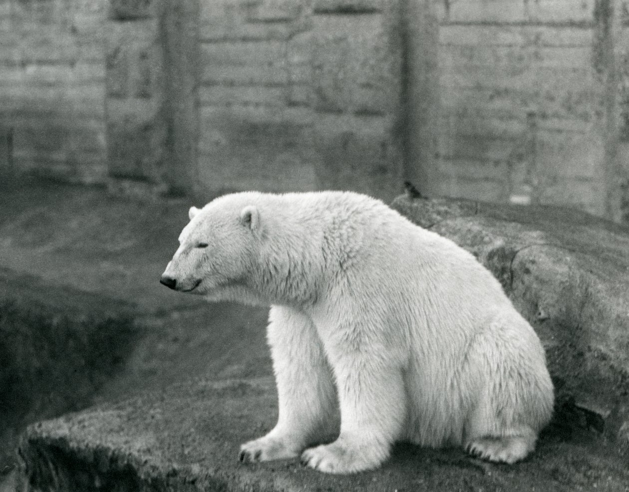 En isbjörn som sitter på en klippavsats vid London Zoo i september 1927 av Frederick William Bond