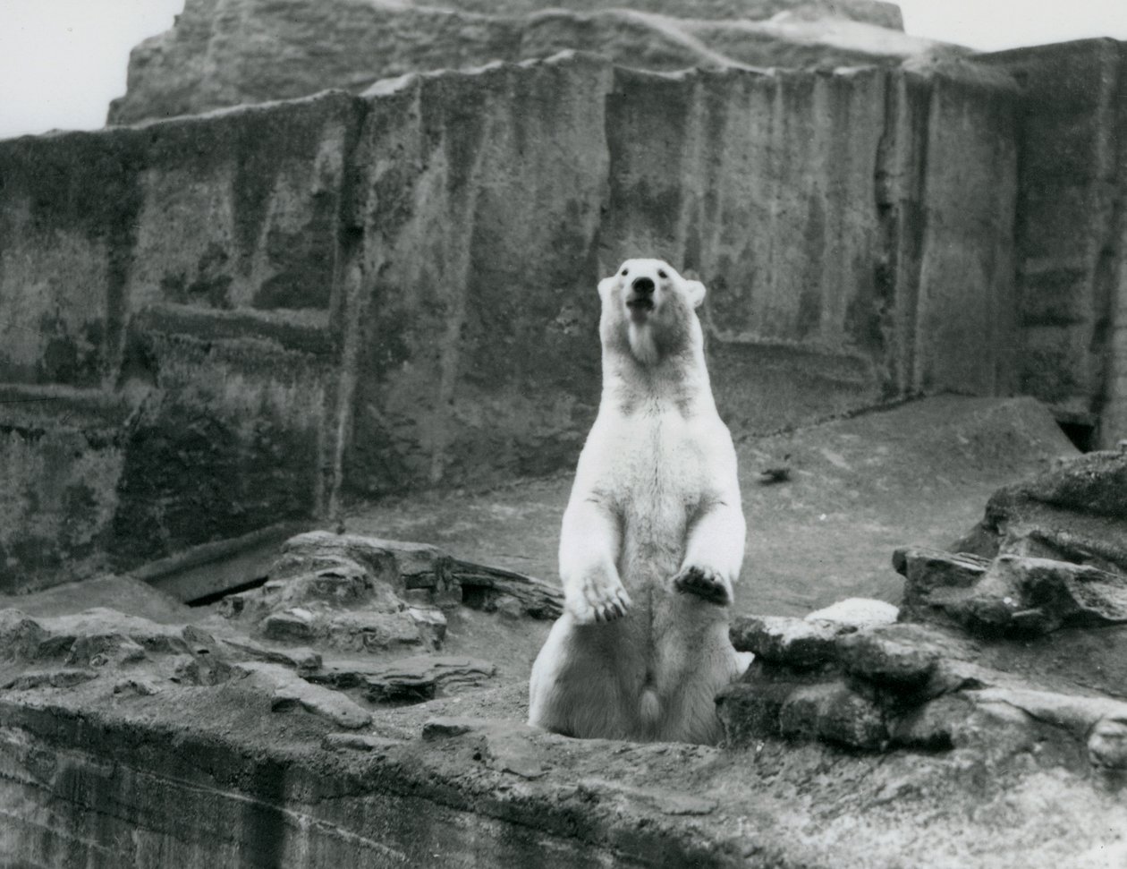 En isbjörn som sitter uppe i sin inhägnad vid foten av Mappin Terraces på London Zoo i september 1928 (s/v foto) av Frederick William Bond