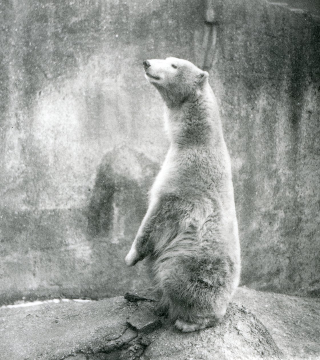 En isbjörn sitter på huk på London Zoo 1929 (s/v foto) av Frederick William Bond