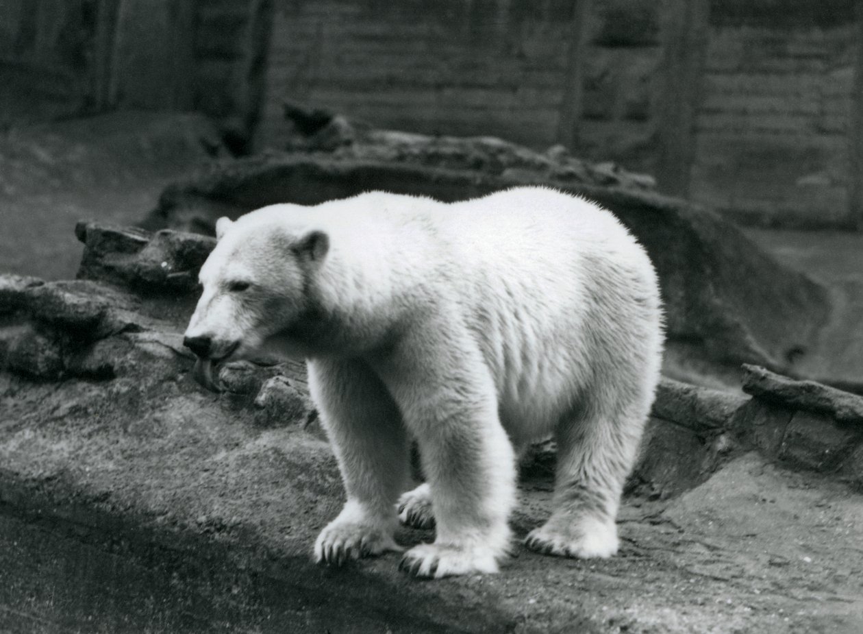 O se Polar Bear e tu i le pito o lona pa i le pito i lalo o le Mappin Terraces, Lonetona Zoo, Setema 1928 (b/w photo) av Frederick William Bond