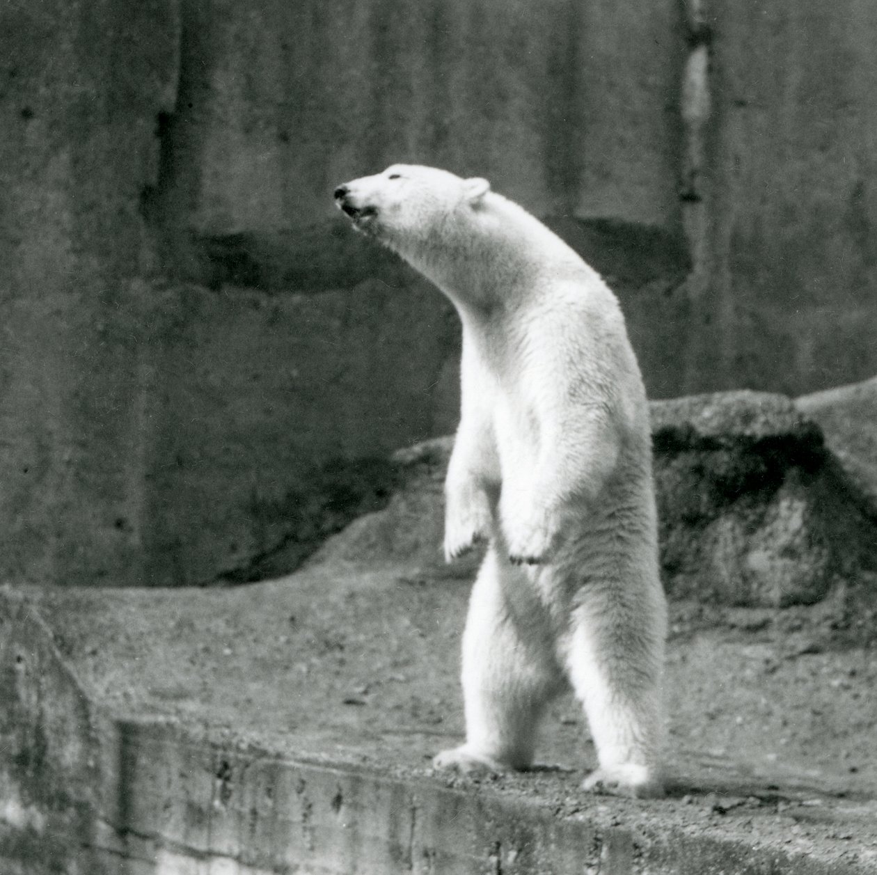 En isbjörn som står högt, på bakbenen, vid kanten av sitt hölje på Mappin Terraces, London Zoo av Frederick William Bond