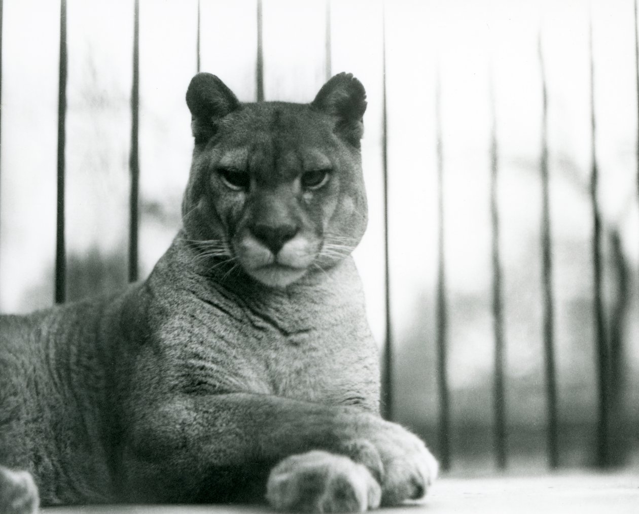 En Puma/Cougar/Mountain Lion/Catamount vilar på London Zoo 1931 (s/v foto) av Frederick William Bond