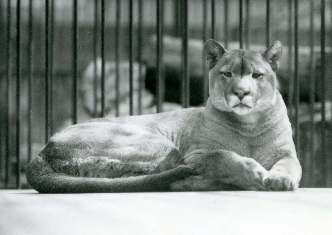 Ett PumaCougar Mountain Lion liggande i sitt inhägnad vid London Zoo i juni 1925 av Frederick William Bond