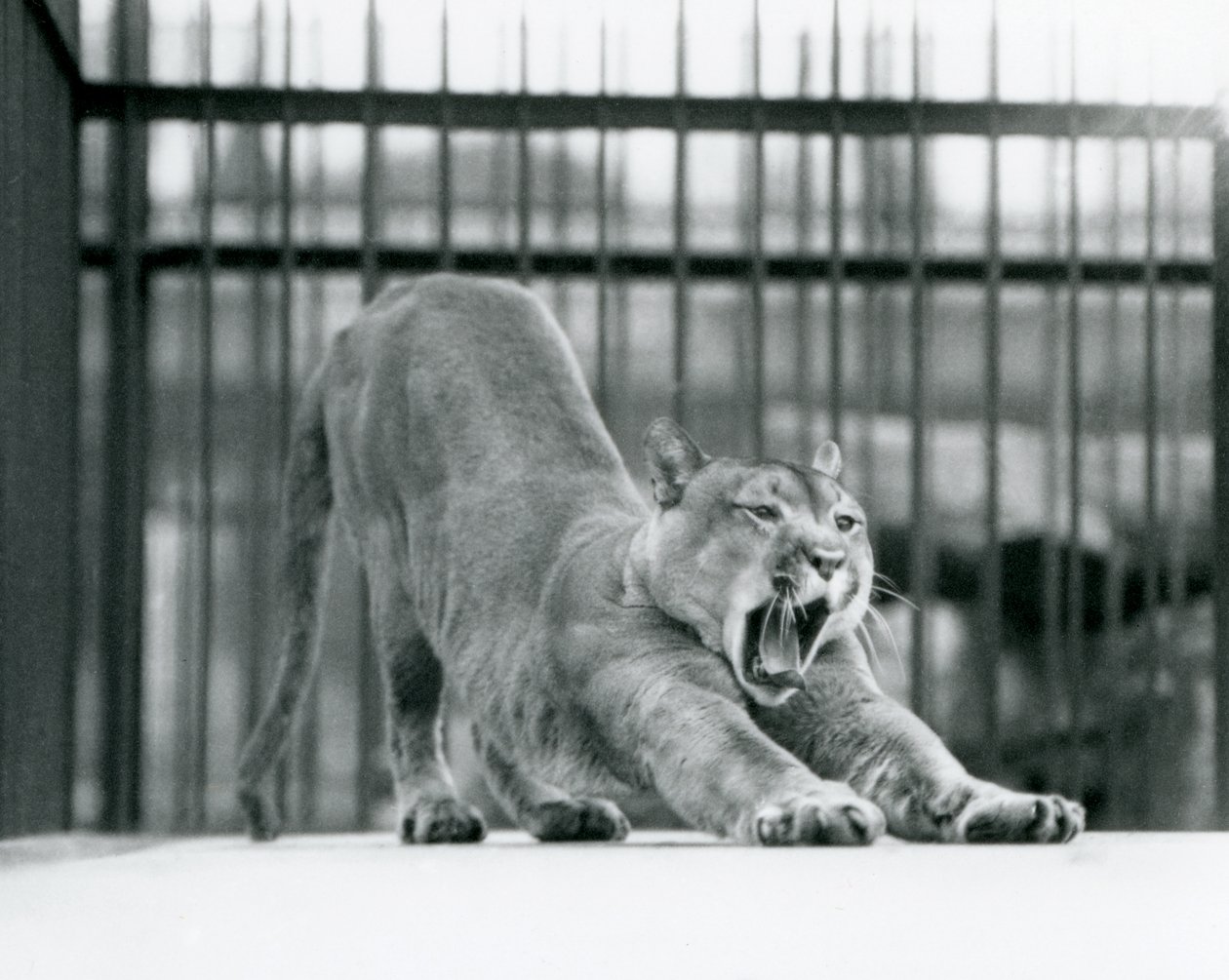 En Puma Cougar Mountain Lion gäspar och sträcker sig på London Zoo i juni 1925 av Frederick William Bond