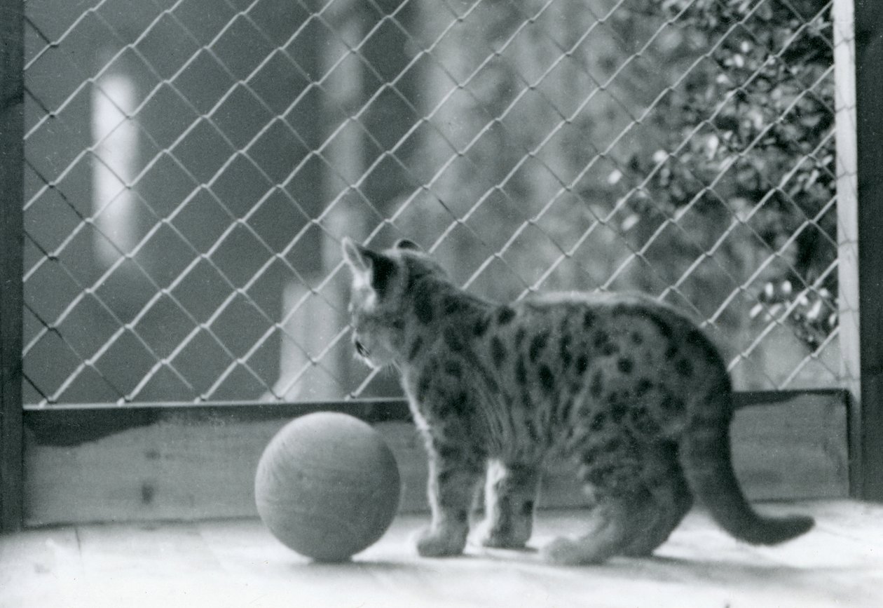En Puma-kattunge, med en boll, tittar ut ur sitt inhägnad, London Zoo, 1923 av Frederick William Bond
