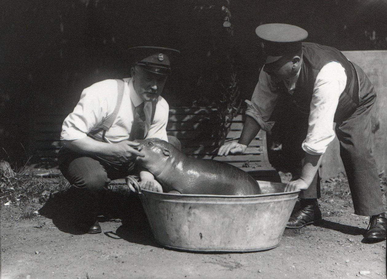 En dvärgflodhäst som tar ett dopp i ZSL London Zoo, augusti 1928. av Frederick William Bond