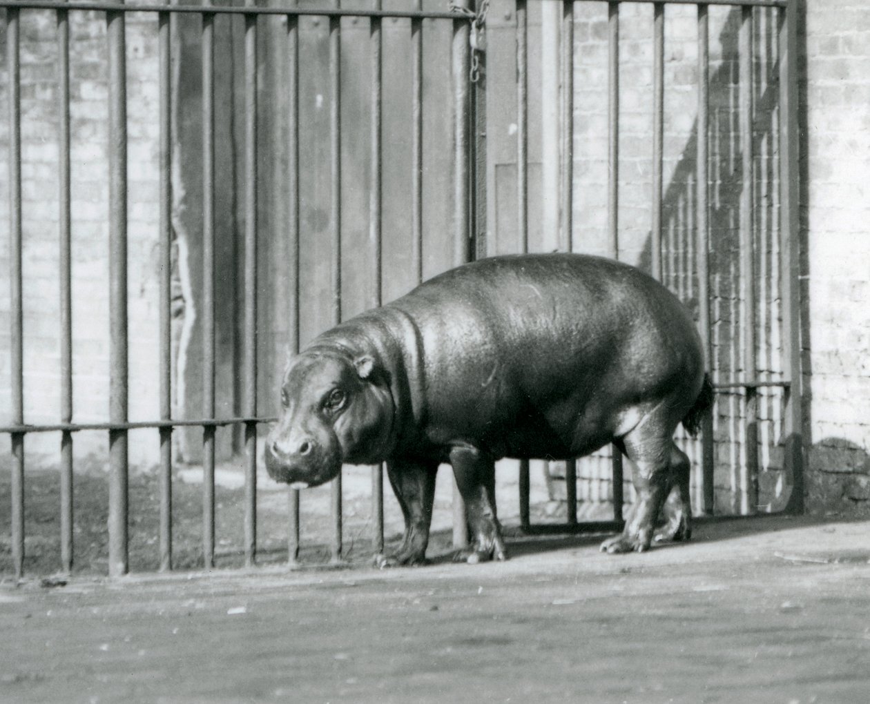 En pygméflodhäst på London Zoo 1927 av Frederick William Bond