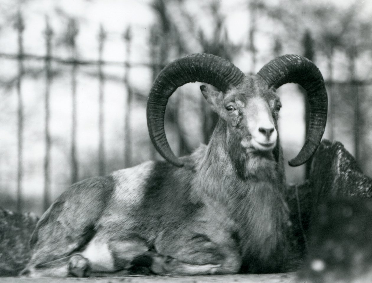 En bagge som sitter på London Zoo, 1925 av Frederick William Bond