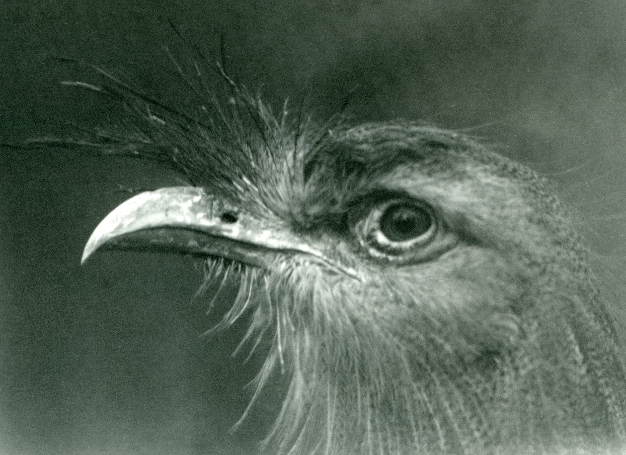 En rödbent seriema på London Zoo 1924 av Frederick William Bond