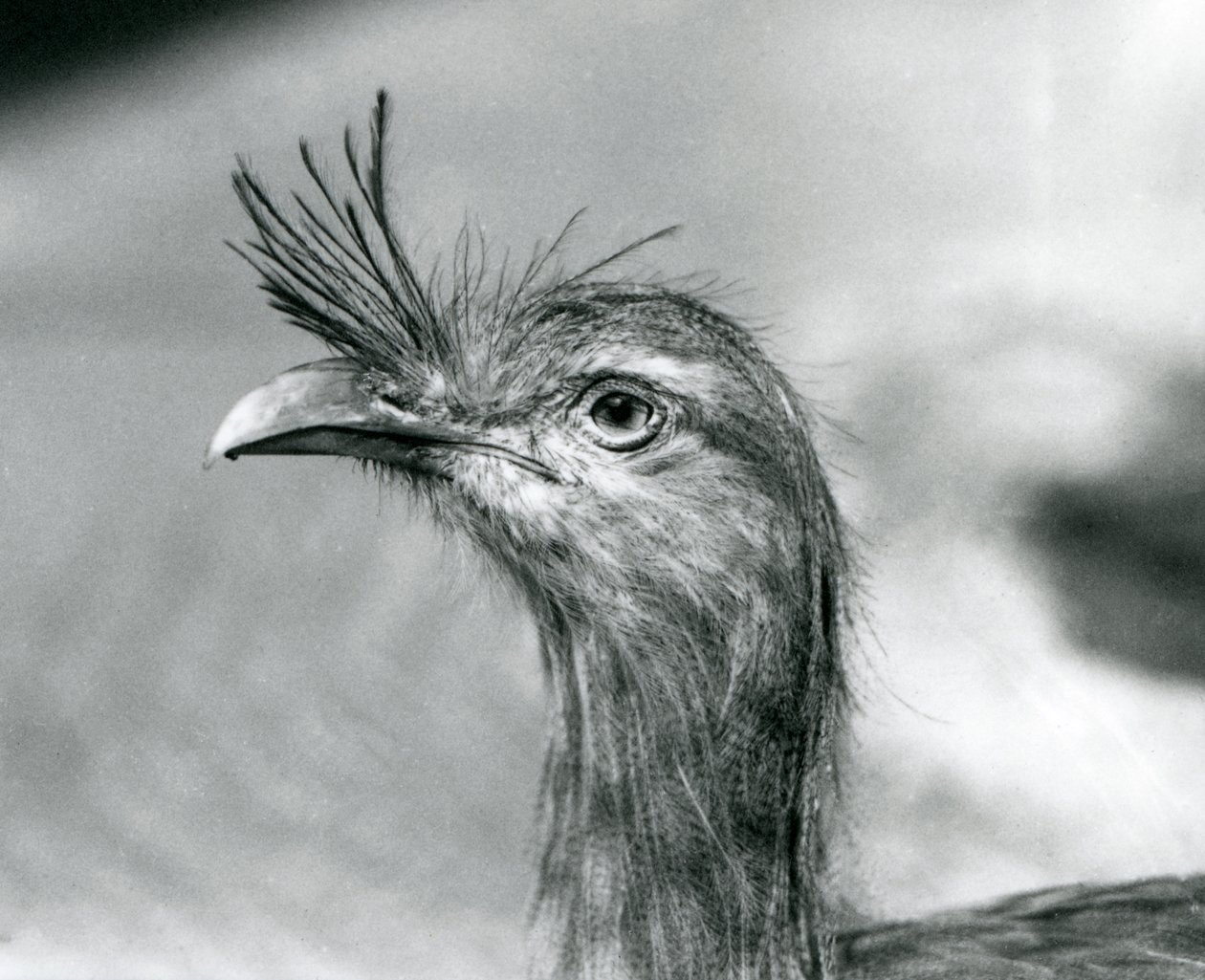 En rödbent seriema på London Zoo 1929 (s/v foto) av Frederick William Bond