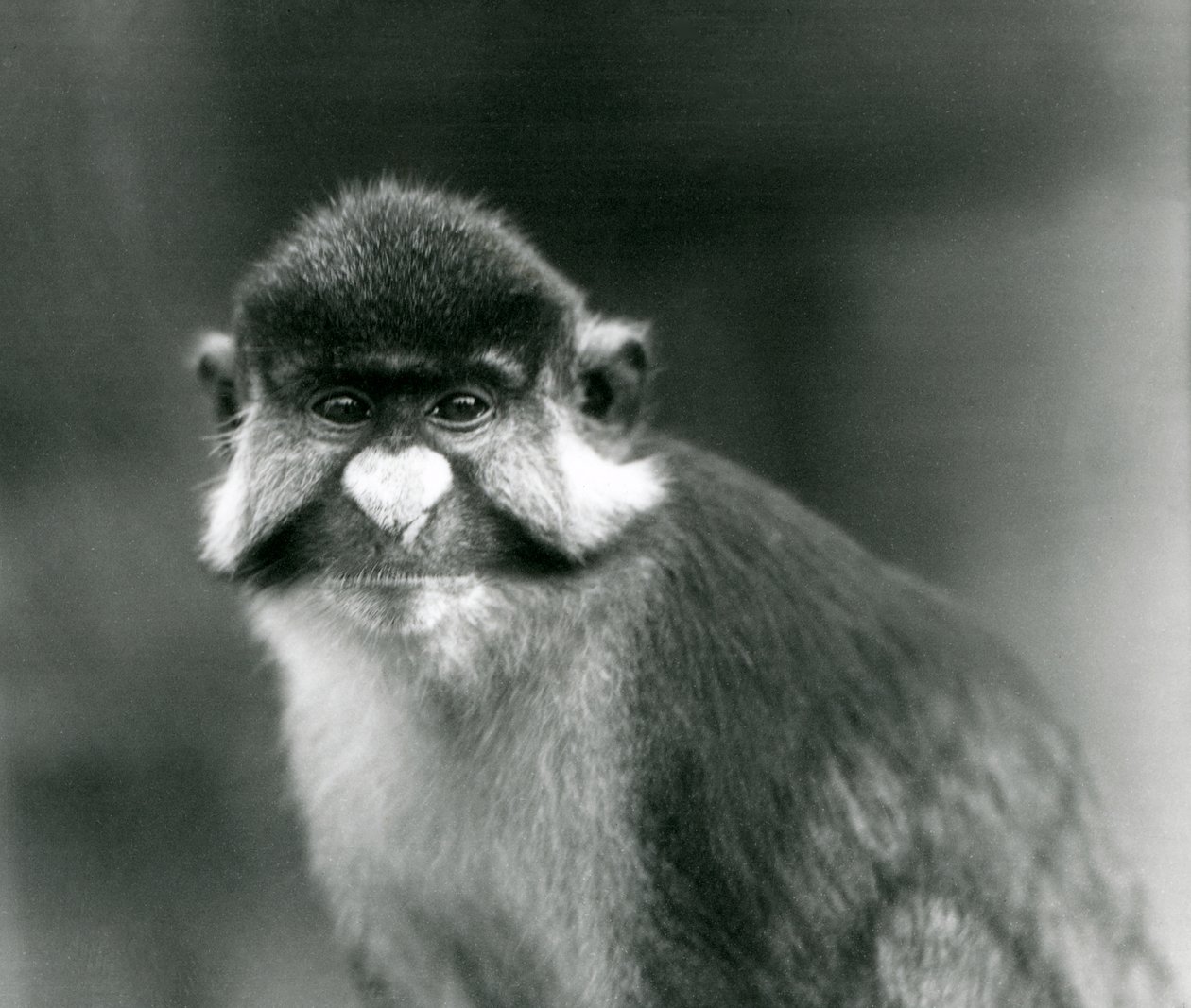 En rödstjärtad/svartkindad vitnosig/rödstjärtapa eller Schmidts/rödstjärtad Guenon, London Zoo av Frederick William Bond