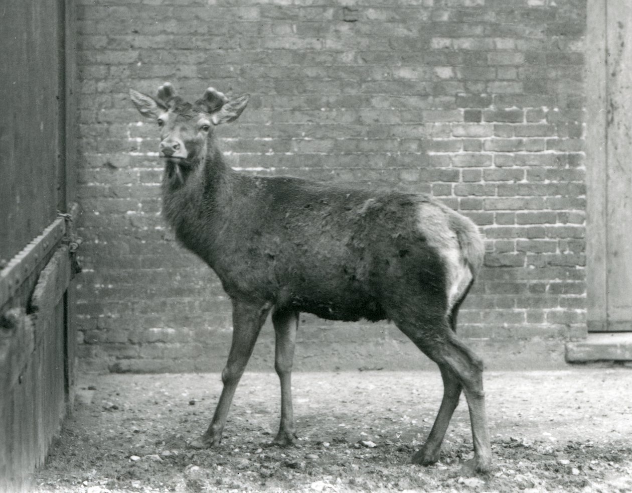 En kronhjortshjort med spirande horn, London Zoo, augusti 1928 (s/v foto) av Frederick William Bond