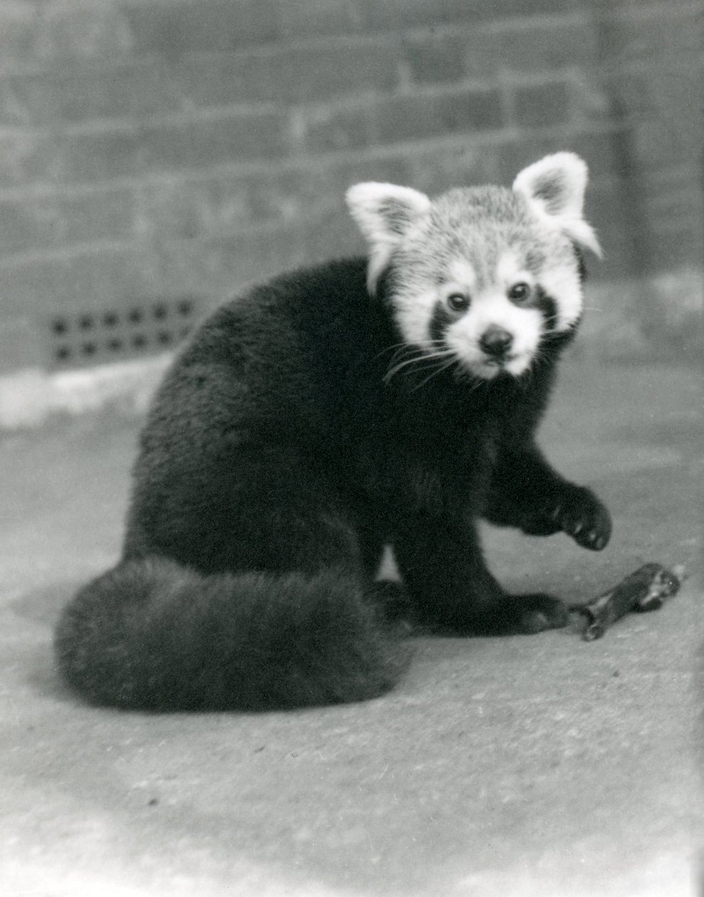 En röd panda som sitter på London Zoo, 1917. av Frederick William Bond