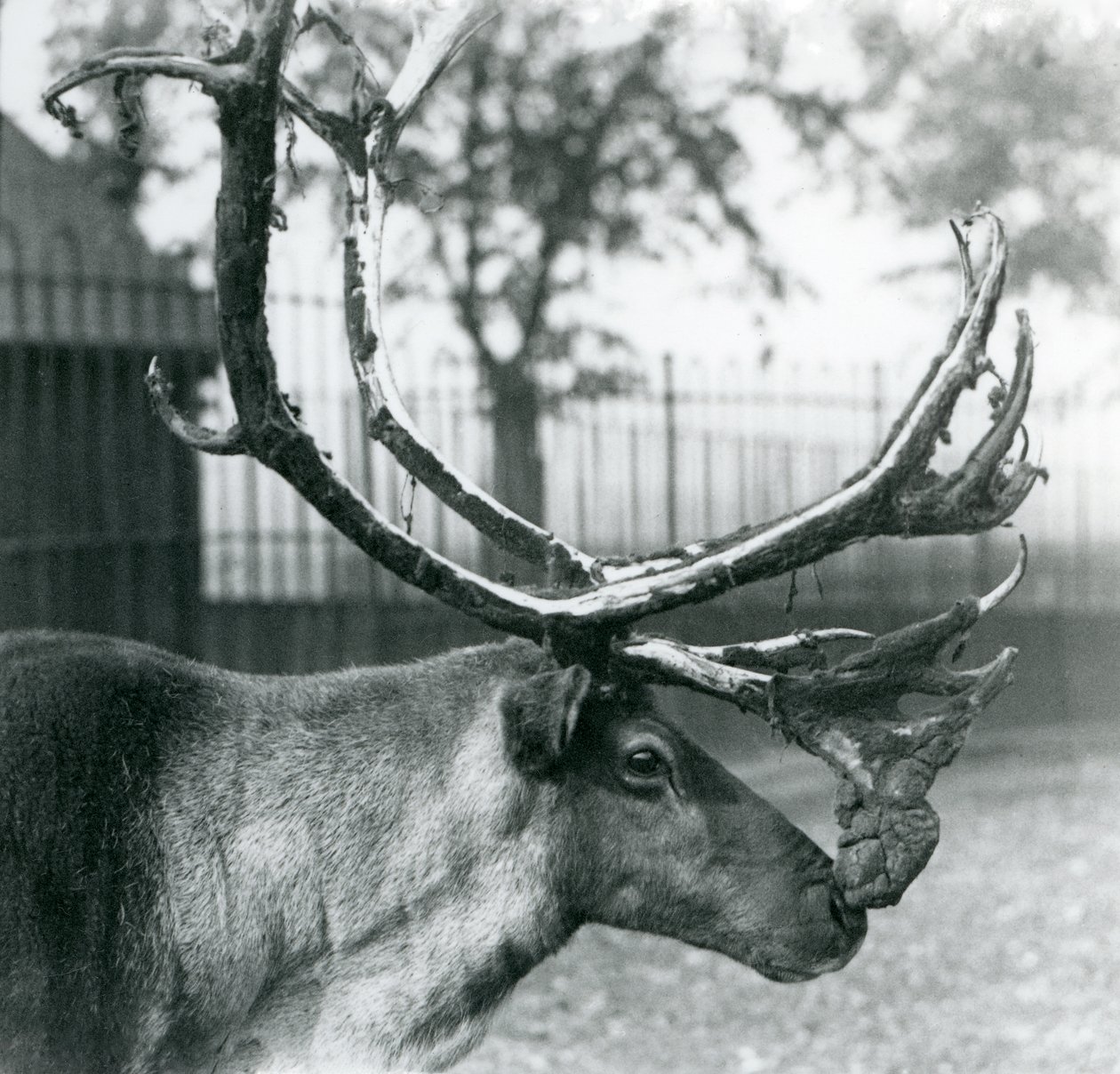 En renhjort som fäller sammet från hans horn, London Zoo av Frederick William Bond