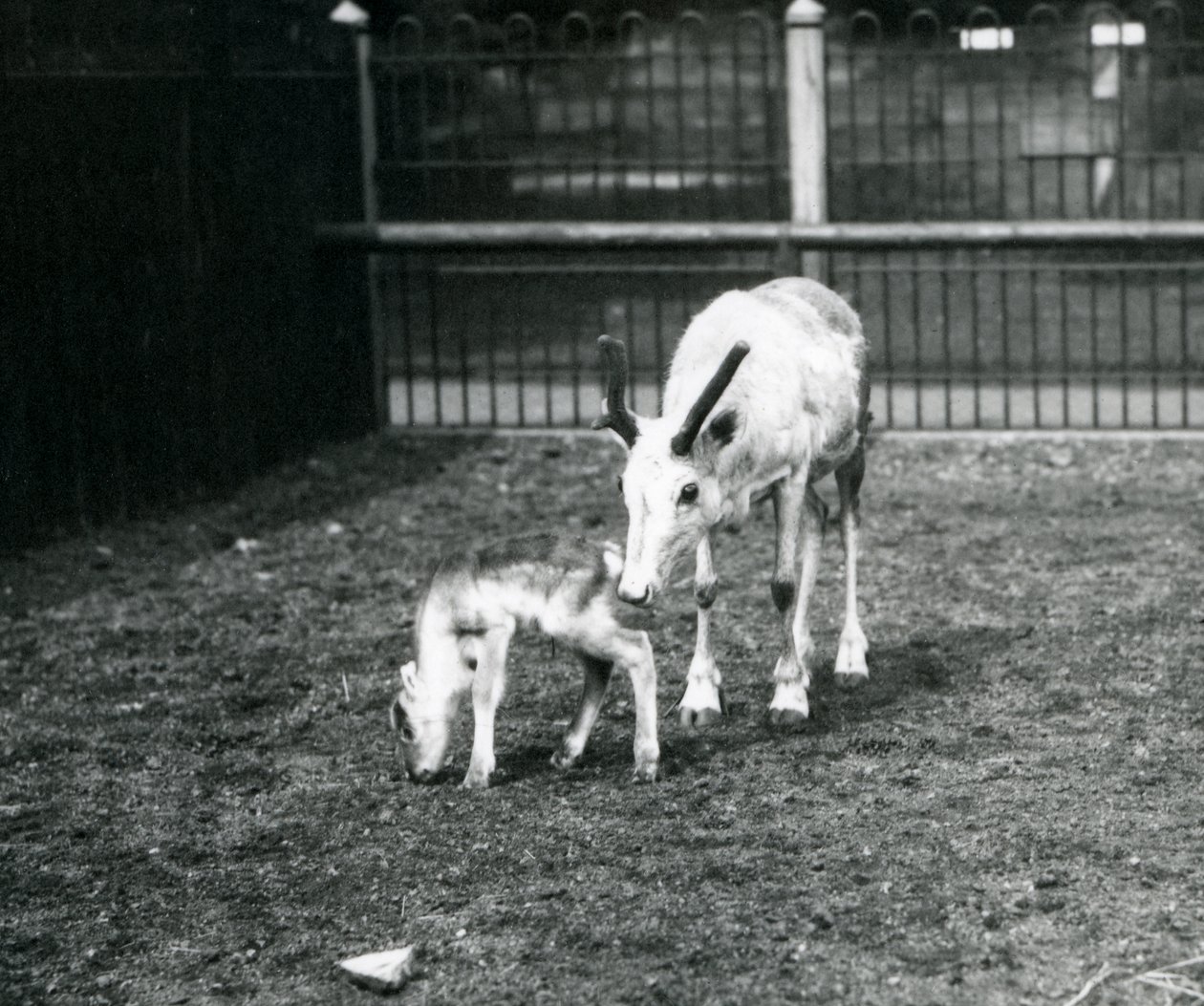 En ren med sin kalv på London Zoo, mars 1914 av Frederick William Bond