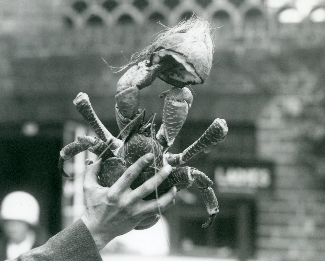 En RobberCoconut Crab, som håller en halv kokosnöt, hålls uppe av en djurhållare på London Zoo 1927 av Frederick William Bond