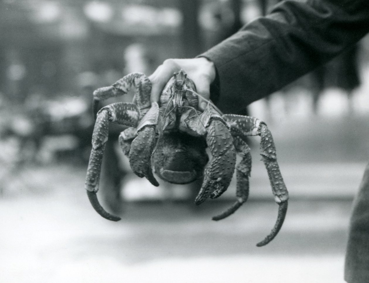En rånarkrabba, eller kokosnötskrabba som hålls upp av en djurhållare på London Zoo, juli 1927 av Frederick William Bond