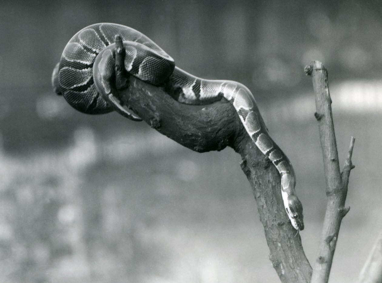En Royal Ball Python på väg nerför en gren på London Zoo i oktober 1925 av Frederick William Bond
