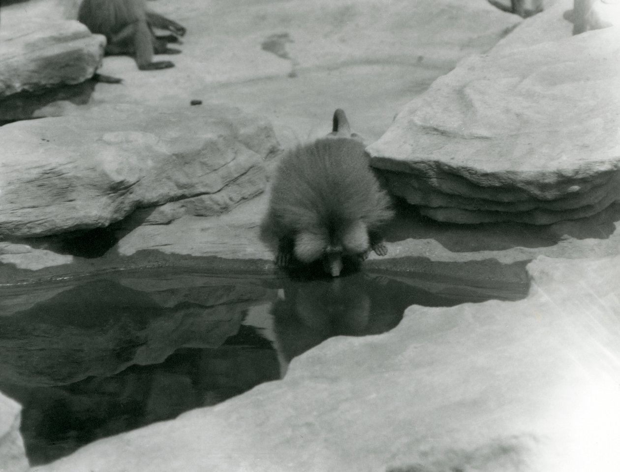 En helig babian dricker ur en pool bland klipporna på "Monkey Hill", London Zoo av Frederick William Bond