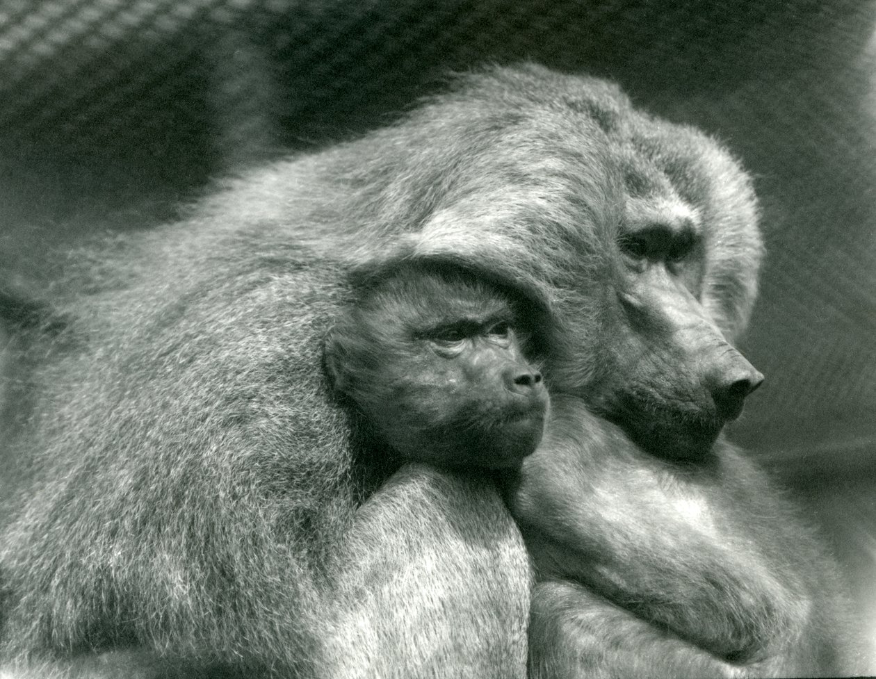 En helig babian med sina ungar på London Zoo, juli 1924 av Frederick William Bond