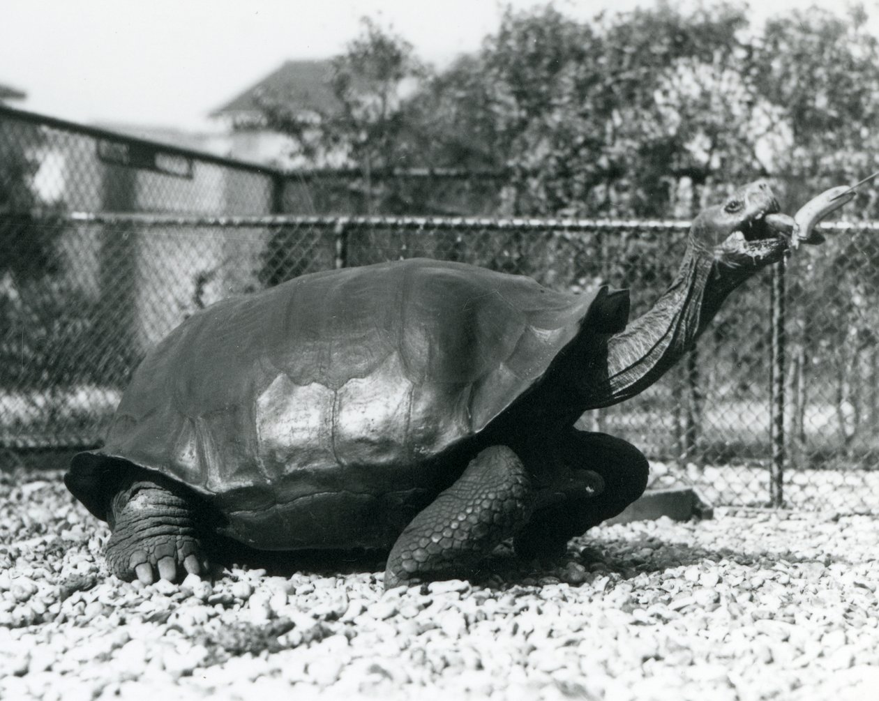 En sadelrygg, Galapagos sköldpadda som matas med en banan på en pinne (s/v foto) av Frederick William Bond