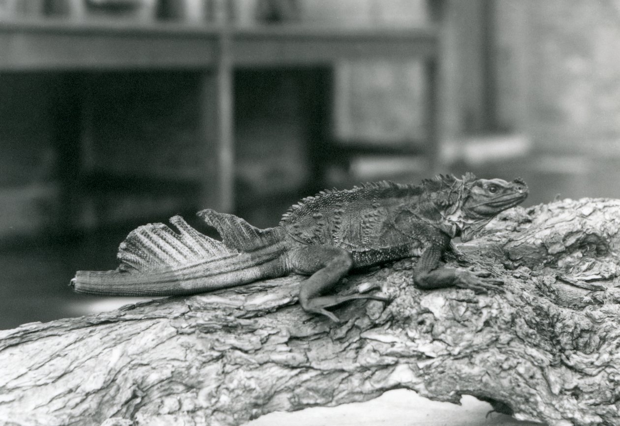 En Sailfin Lizard, med skadad svans, vilande på en stock på London Zoo 1928 (s/v foto) av Frederick William Bond