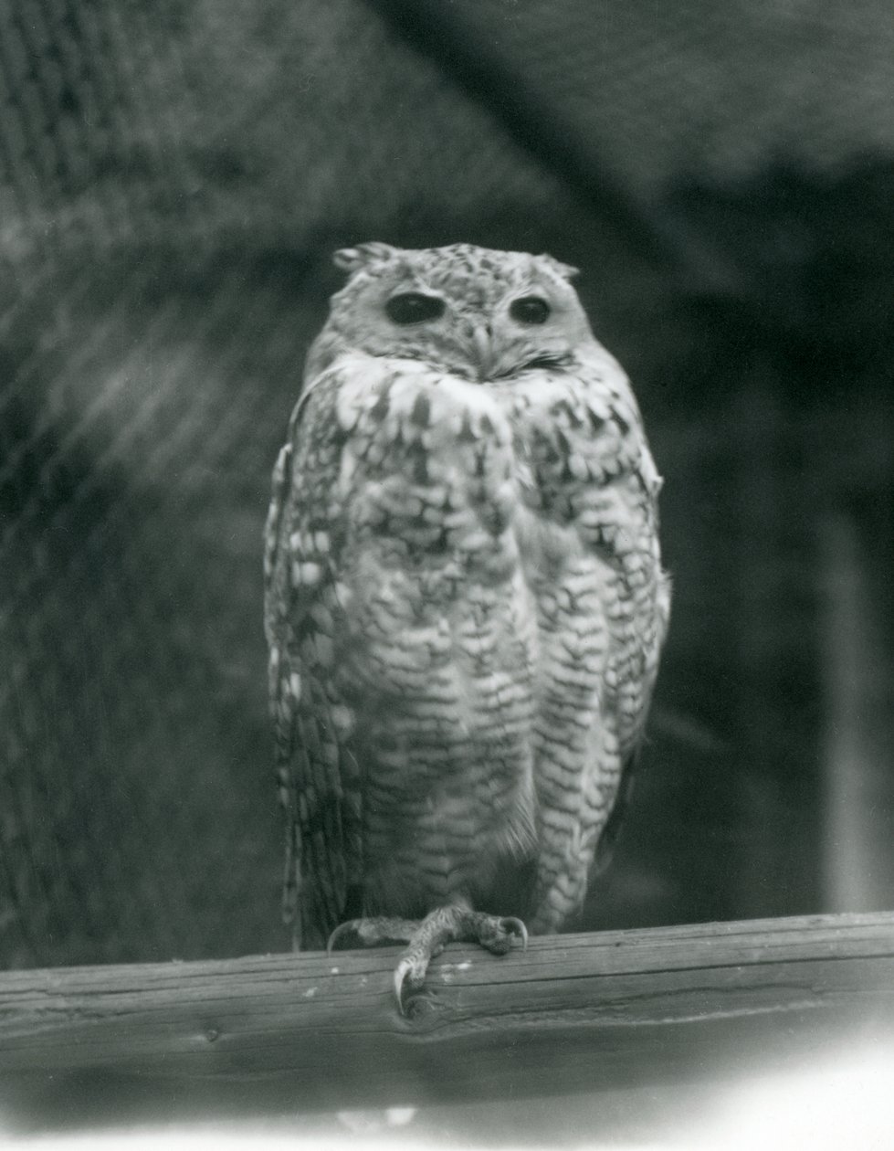 En Savingys Pharaoh Eagle-owl vilar på en gren på London Zoo, september 1925 av Frederick William Bond