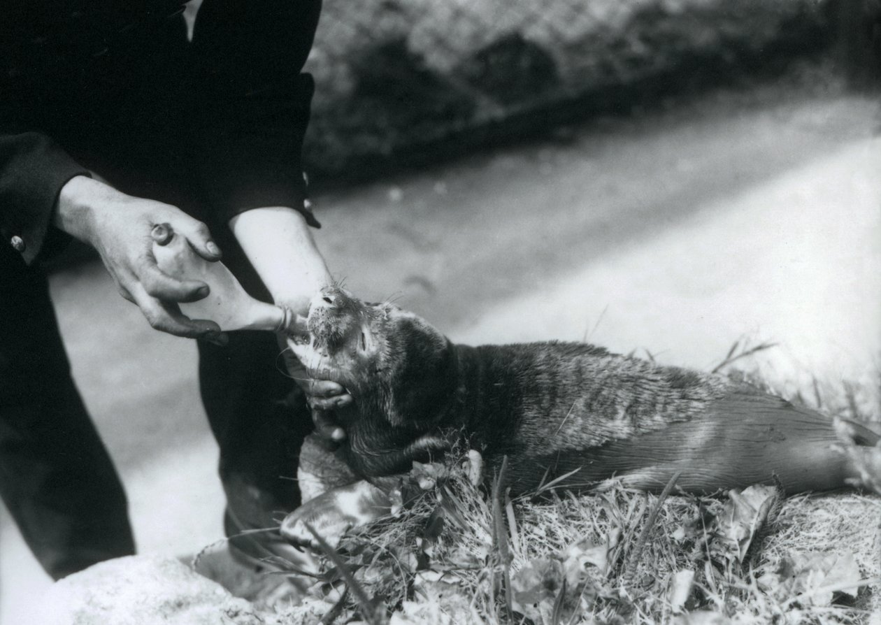 En sälvalp som matas på flaska av sin djurhållare, London Zoo, augusti 1925 av Frederick William Bond
