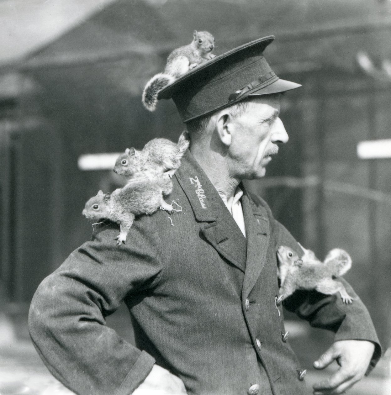 En andraklassvakt med fyra unga grå ekorrar som klättrar på sin uniformshatt och jacka, London Zoo av Frederick William Bond