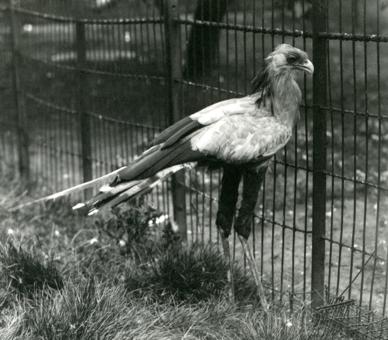 A Secretary Bird på London Zoo i september 1923 av Frederick William Bond