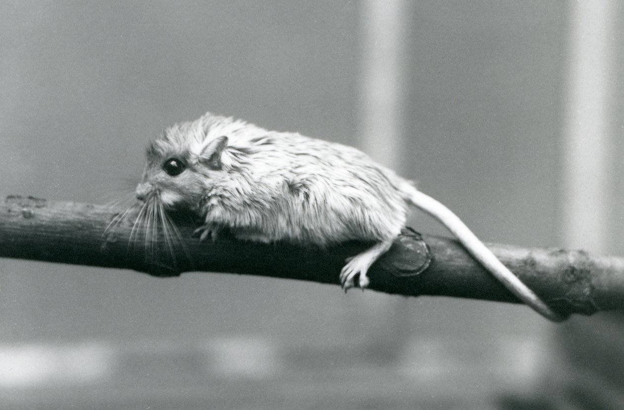 En Shaws Jird som klättrar längs en gren på London Zoo 1927. av Frederick William Bond