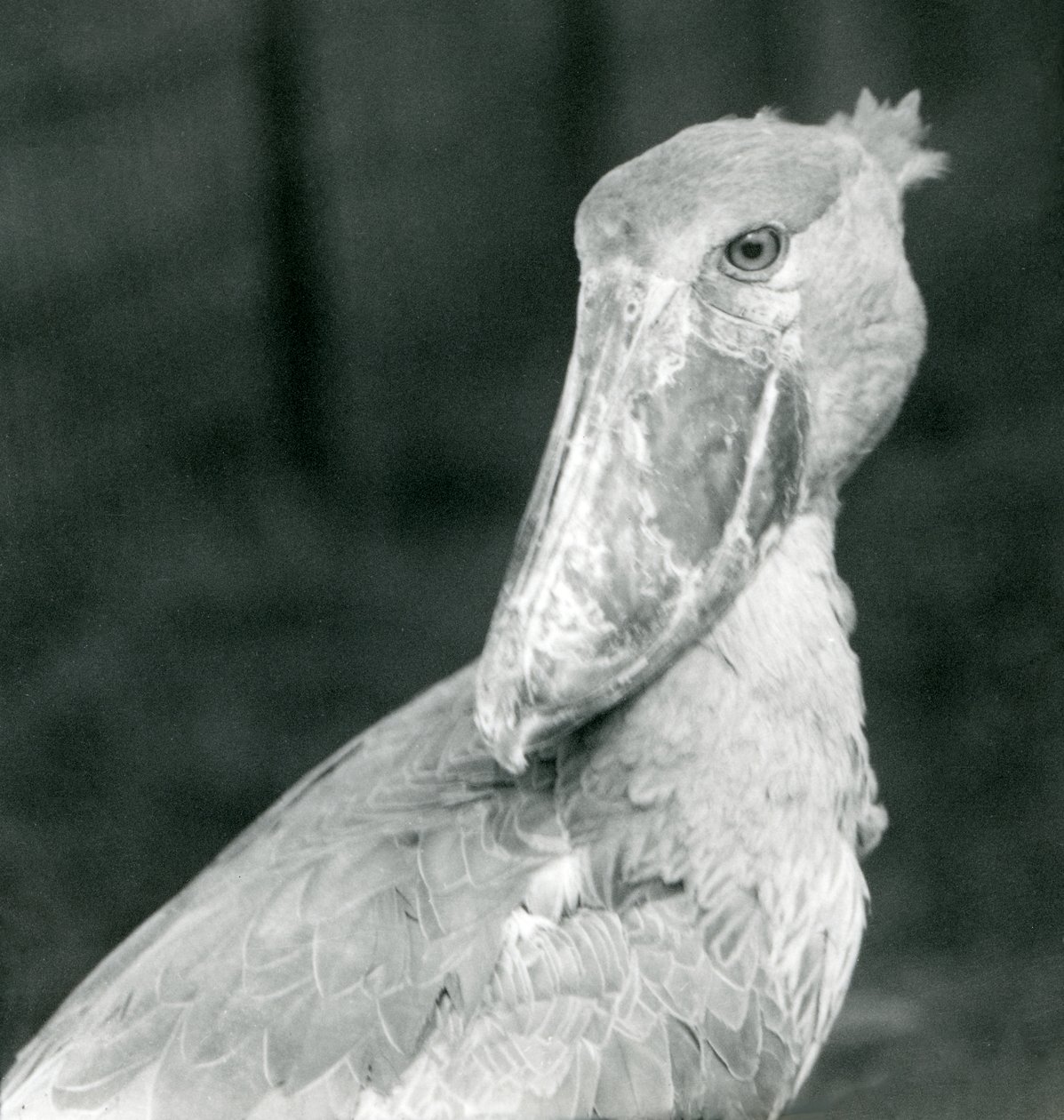 En skonäbbstork, London Zoo, juli 1926 av Frederick William Bond