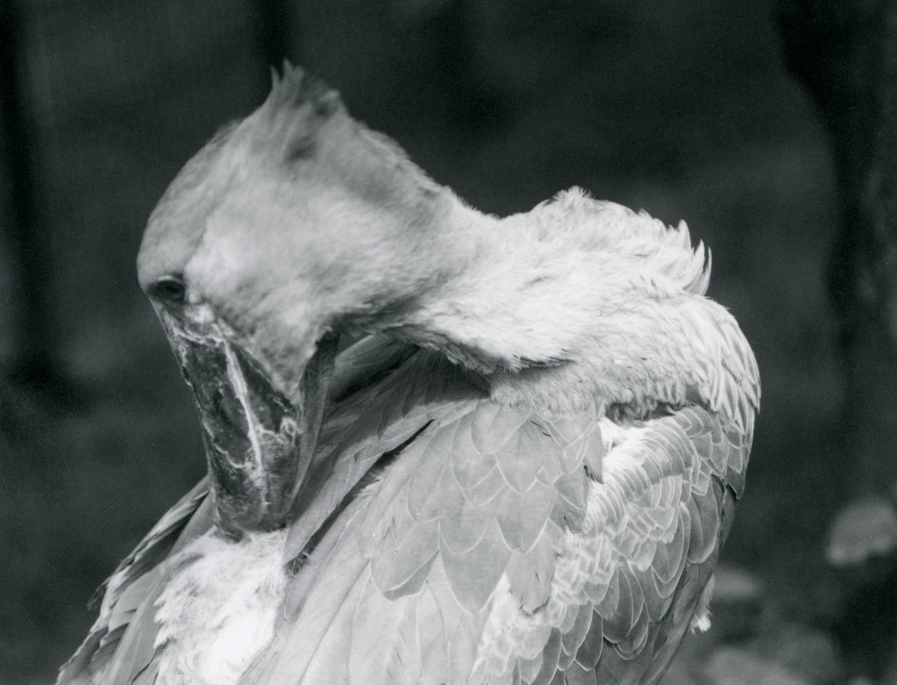 En skonäbb som putsar sina fjädrar på London Zoo 1926 av Frederick William Bond