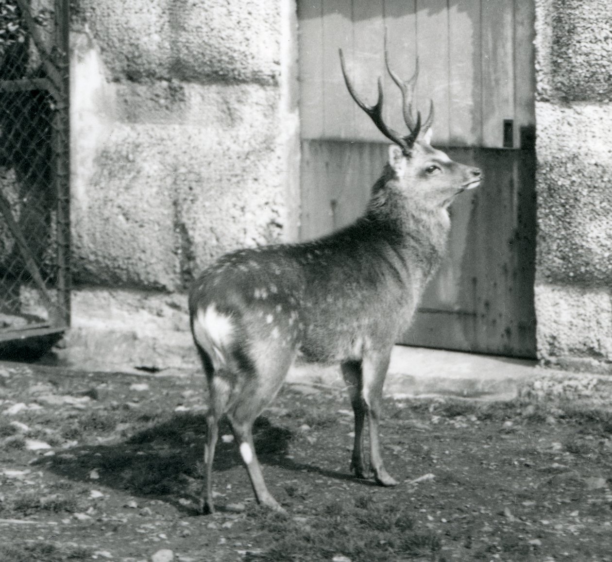 En SikaJapaneseSpotted Stag stående i hans inhägnad, på London Zoo, augusti 1927 av Frederick William Bond