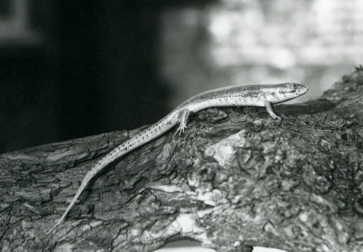 En Skink vilande på en stock på London Zoo 1929 (s/v foto) av Frederick William Bond