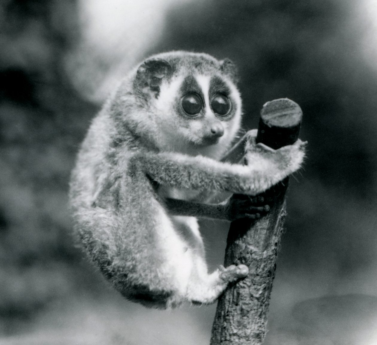 En smal Loris som håller i änden av en filial, London Zoo, augusti 1926 av Frederick William Bond