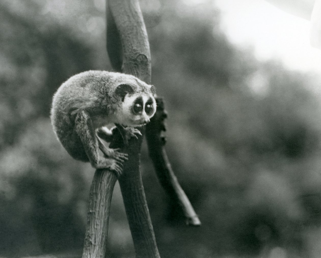 En smal Loris tittar ner från en gren, London Zoo, augusti 1926 av Frederick William Bond