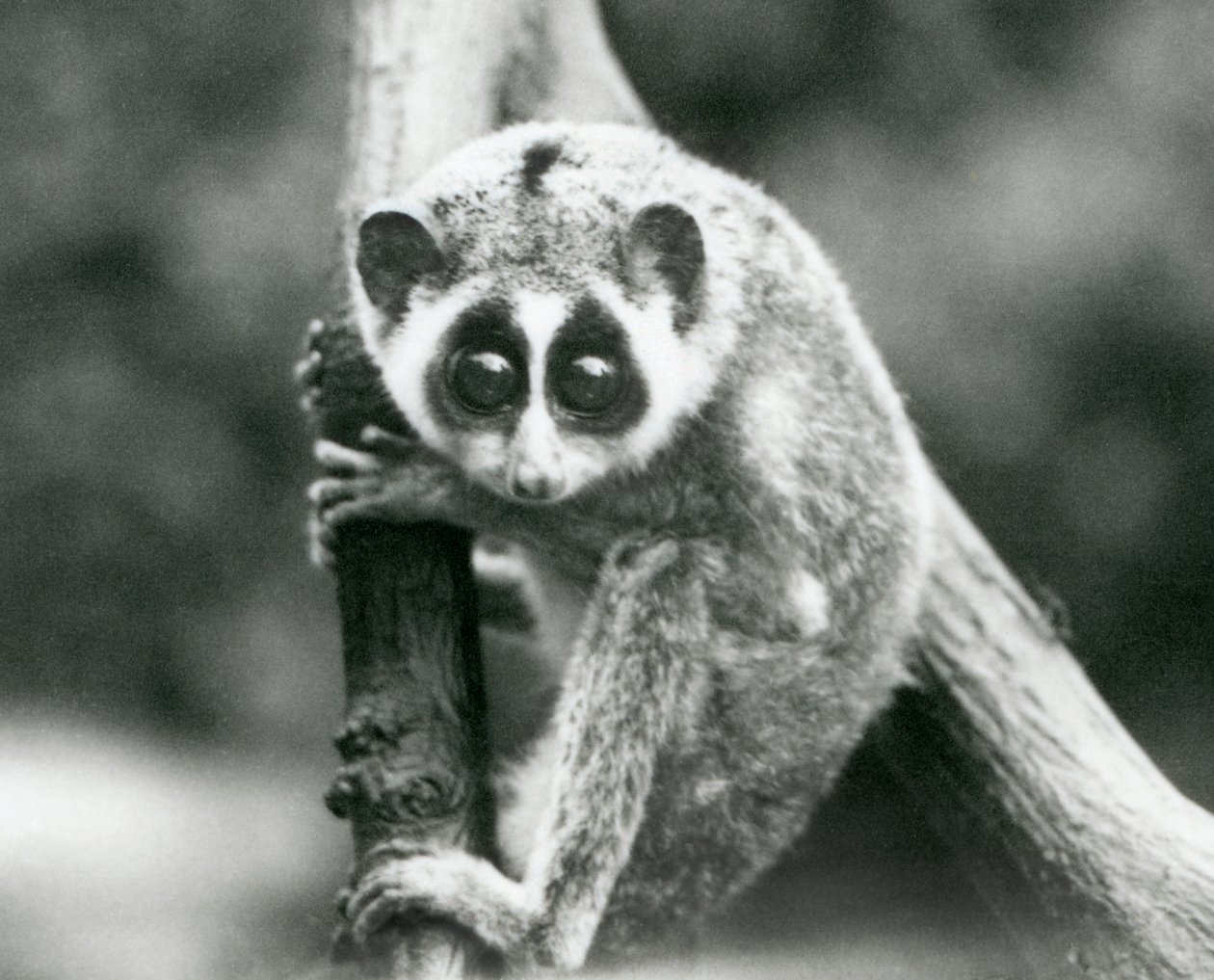 En smal Loris tittar ner från en gren, London Zoo, augusti 1926 av Frederick William Bond
