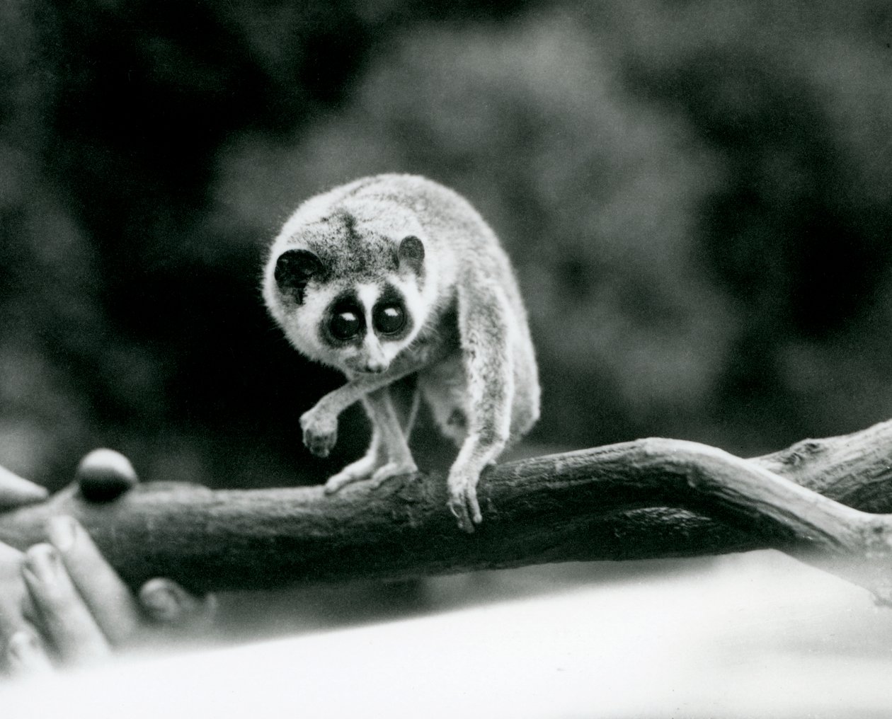 En slank Loris tittar ner från en gren som hålls i en vårdares händer, London Zoo, augusti 1926 av Frederick William Bond