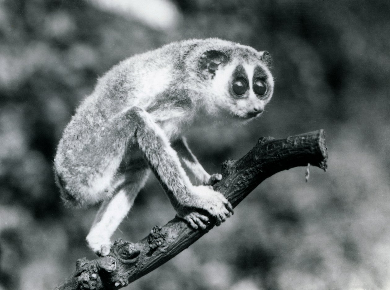 En smal Loris som går på en gren, London Zoo, augusti 1926 av Frederick William Bond