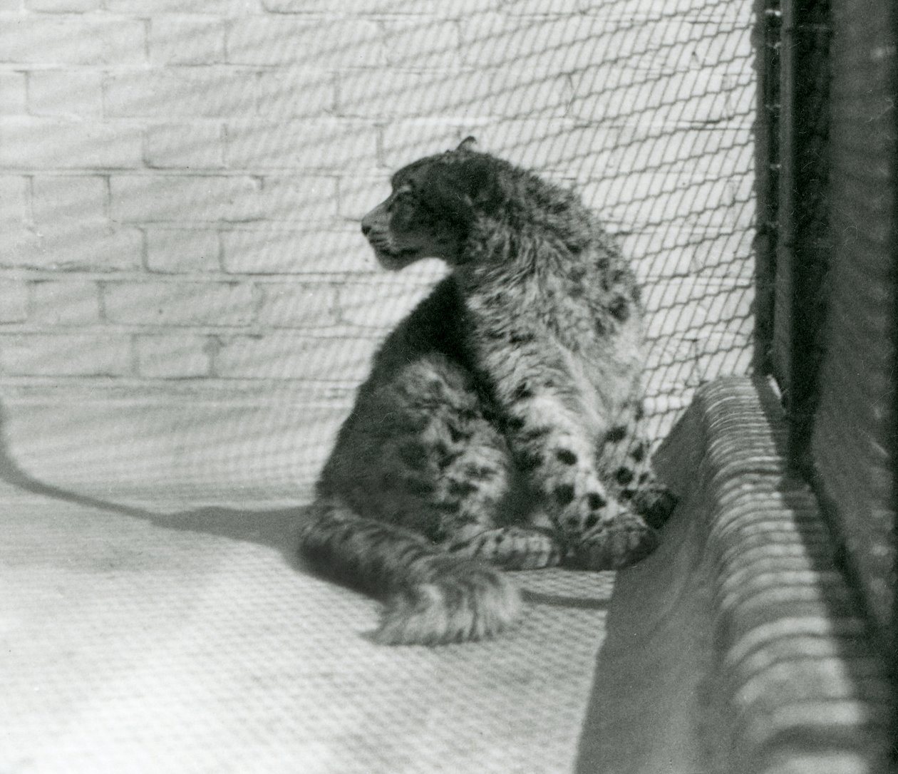 En Snow Leopard sitter på golvet, London Zoo av Frederick William Bond