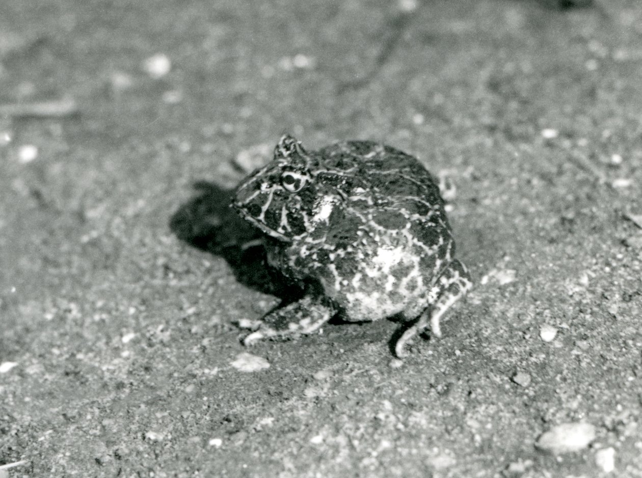 A South American Horned Frog, London Zoo, december 1925 av Frederick William Bond