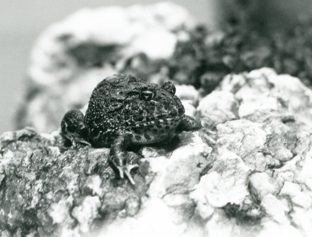 En sydamerikansk horngroda sitter på en sten och visar sin defensiva ställning, London Zoo, augusti 1928 (s/v foto) av Frederick William Bond
